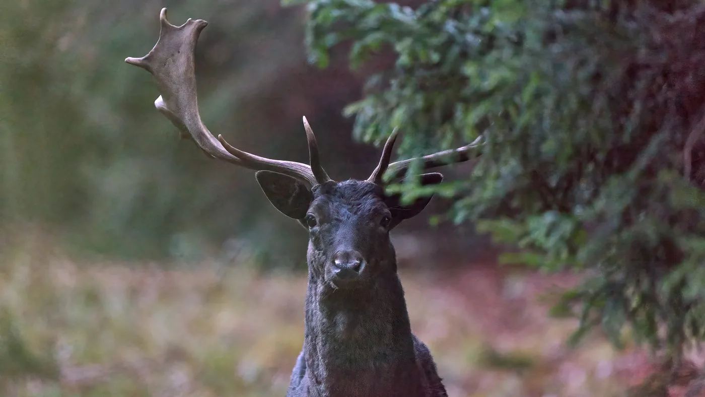Im Auge des Hirsches – Der schwarze Damhirsch im Wald