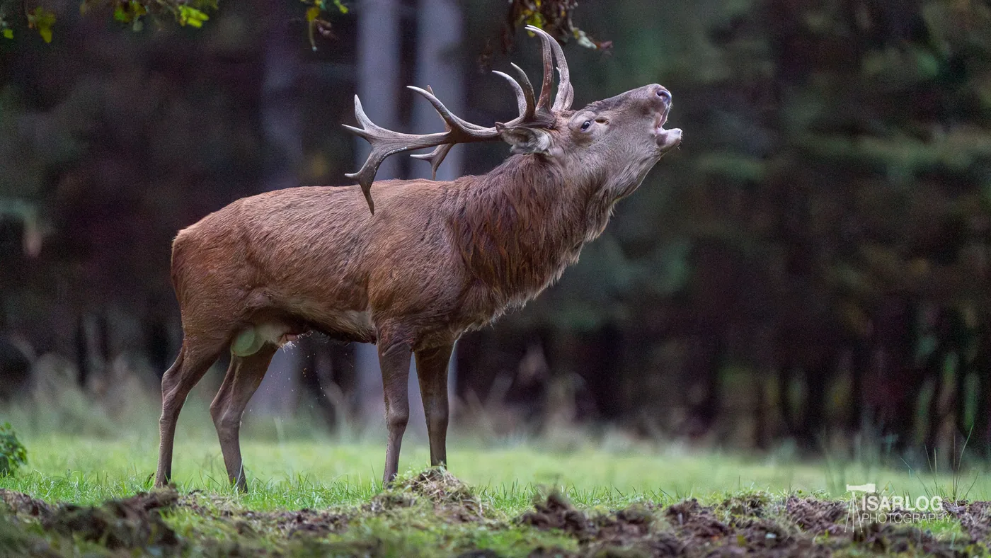 Die Brunft der Rothirsche: Rotwild fotografiert in München
