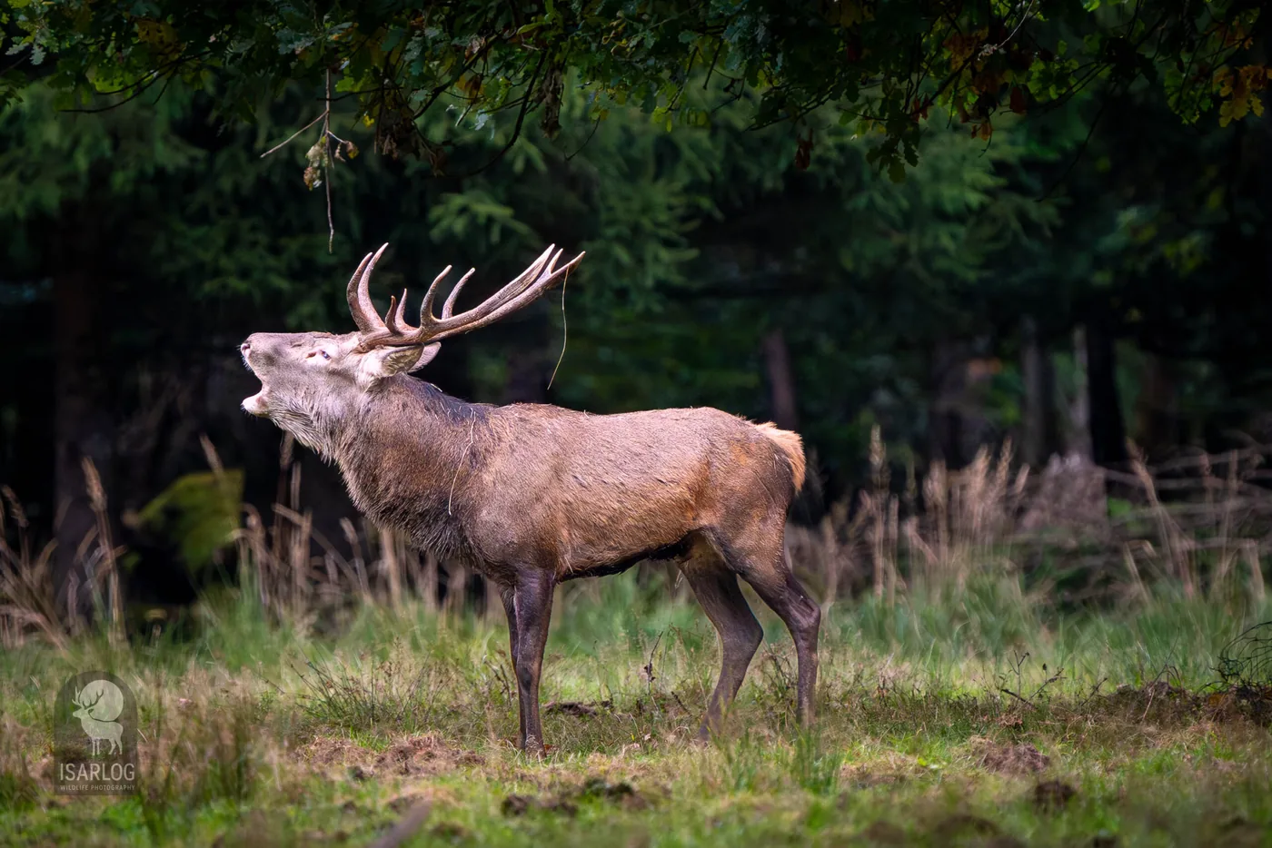 Die Rothirschbrunft – Im Bann der wilden Wälder