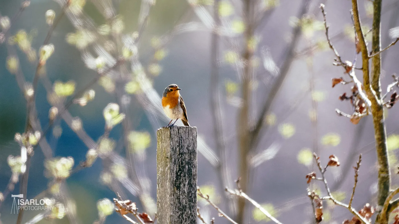 Wildtierfotografie: Wildtiere ohne Störung fotografieren? (Teil 2)