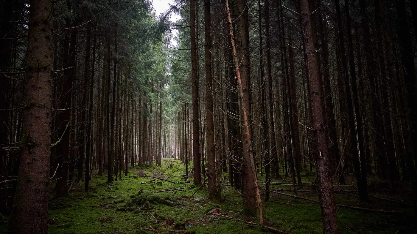 Der Forstenrieder Park, ein zu Hause für Rotwild und Damwild