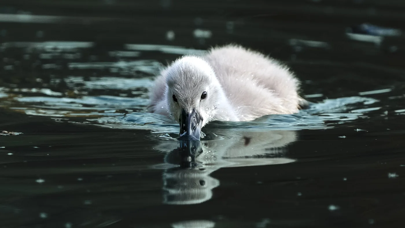 Naturfotografie: Wildtiere ohne Störung fotografieren? (Teil 1)